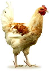 malvoisine-poulet