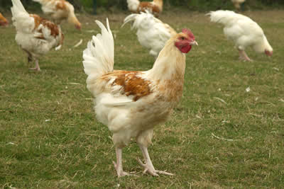 poulet-fermier-label-rouge